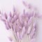 120pcs Light-Purple Bunny Tail Pampas Grass Dried Flowers for Vase Boho Flowers Dried Babys Breath Wedding Decor Dry Flowers for Vase (Purple 120 PCS)